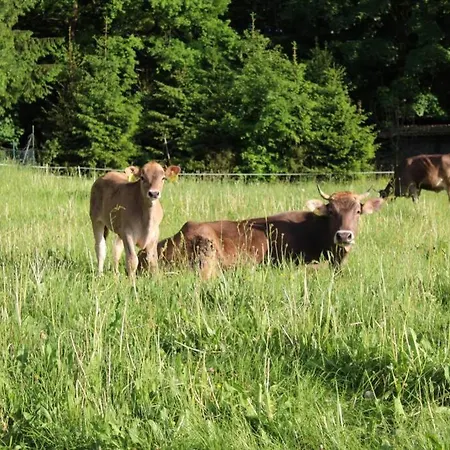 Eifelhaus Landluft Mit Infrarotkabine *