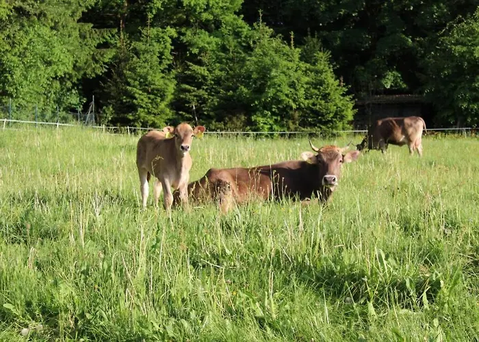 Eifelhaus Landluft Mit Infrarotkabine *